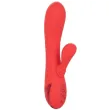 CALEXOTICS - PALISADES PASSION ROT CALEXOTICS - PALISADES PASSION ROT