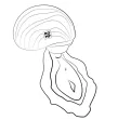 ROMP - ANTITUDE DE SUCCION CLITORIELLE ROTATIVE AVEC OUVERTURE ET FERMETURE ROTATIVES ROMP - ANTITUDE DE SUCCION CLITORIELLE ROTATIVE AVEC OUVERTURE ET FERMETURE ROTATIVES