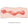 CRAZY BULL - MASTURBATORE VAGINA JANE 13.5 CM CRAZY BULL - MASTURBATORE VAGINA JANE 13.5 CM