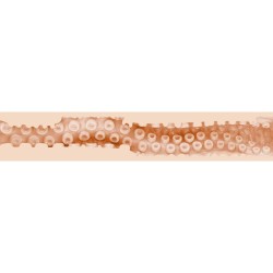 FLESHLIGHT FANTASY - VAGINA DI SASHA NAKAMOTO