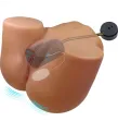 CRAZY BULL - WENDY REALISTISCHER WEIBLICHER PO-VIBRATOR UND SAUGER MIT TON 11 KG CRAZY BULL - WENDY REALISTISCHER WEIBLICHER PO-VIBRATOR UND SAUGER MIT TON 11 KG